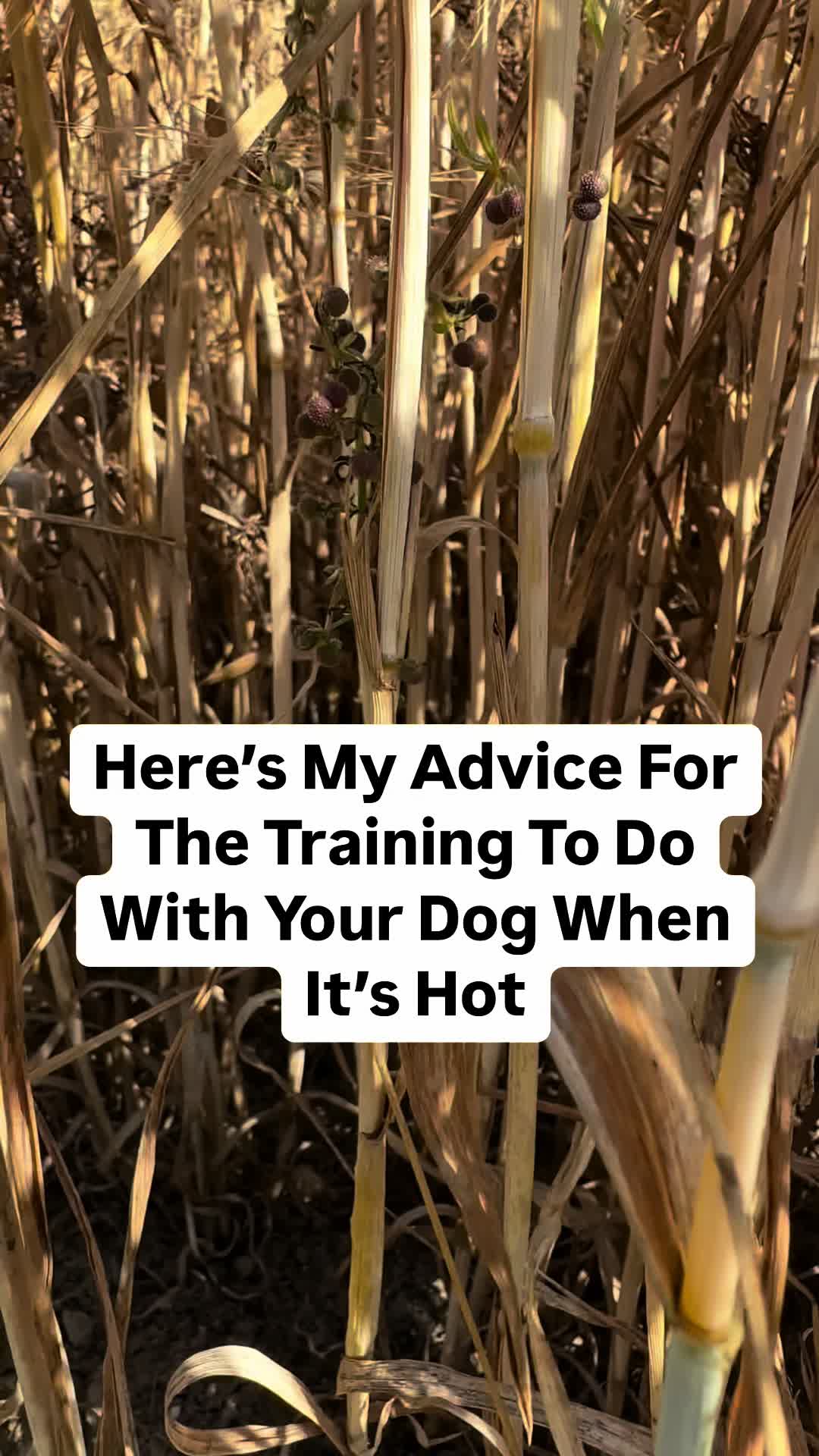 @Acer Gundogs