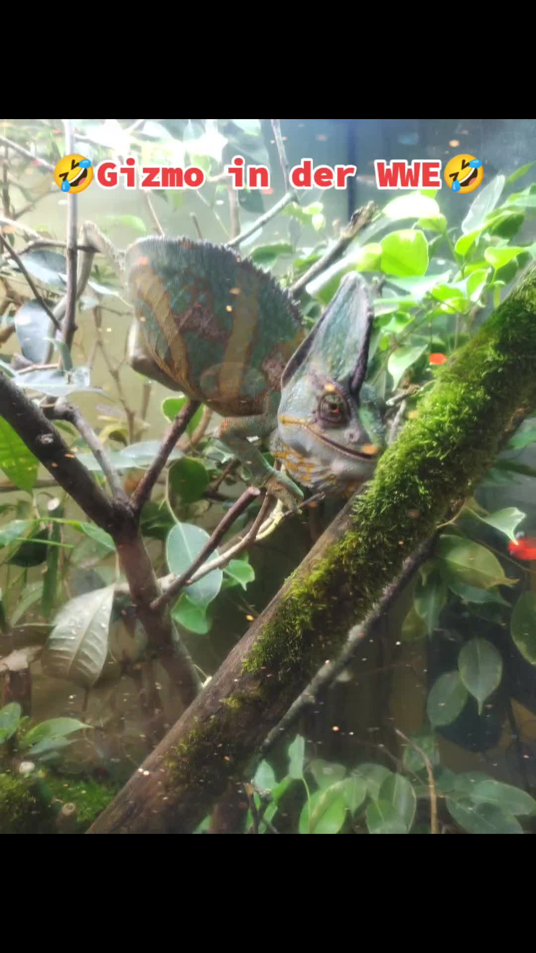 @Reptil-Terra