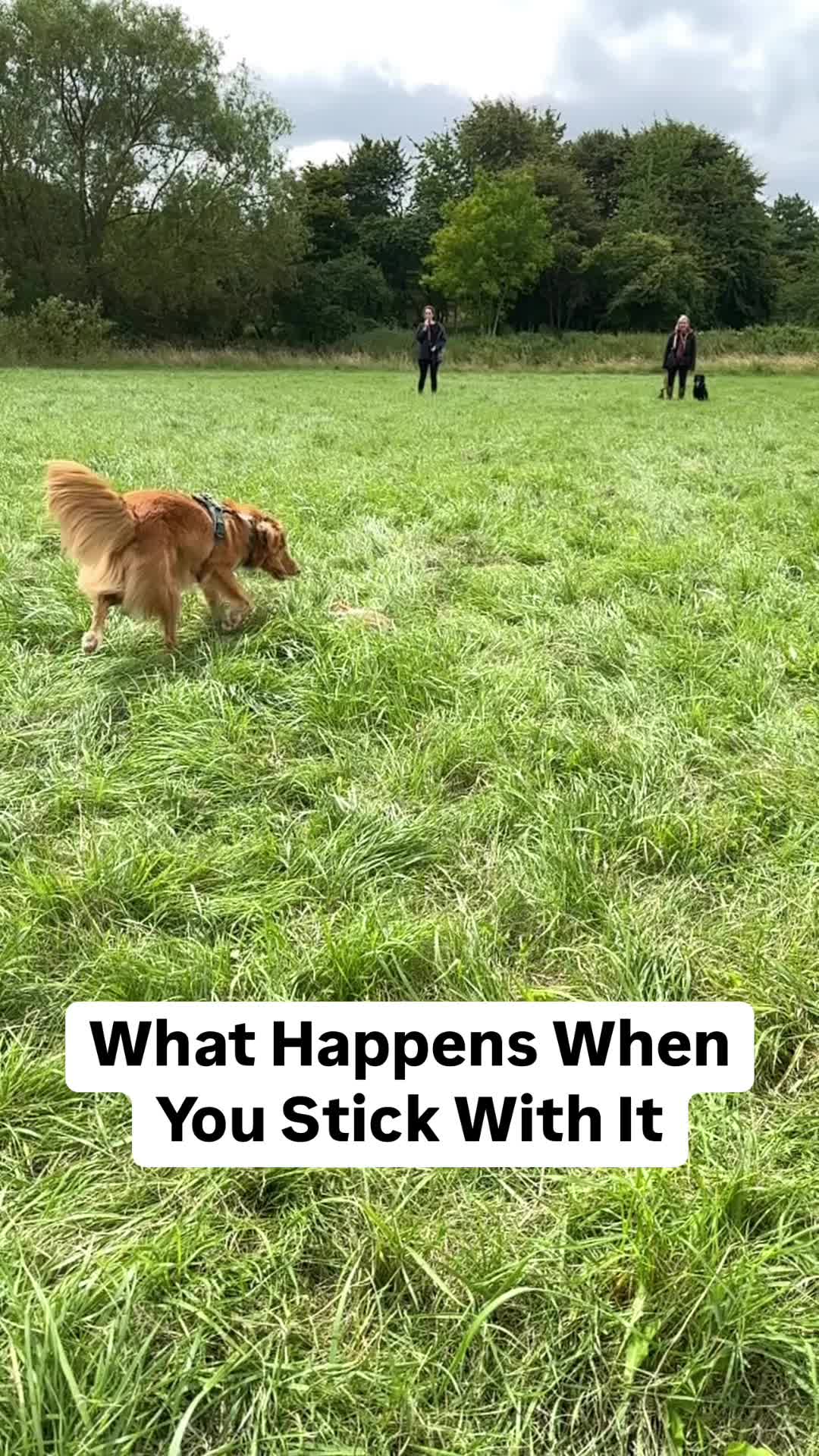 @Acer Gundogs