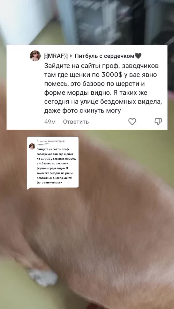 @Питбуль с сердечком🖤
