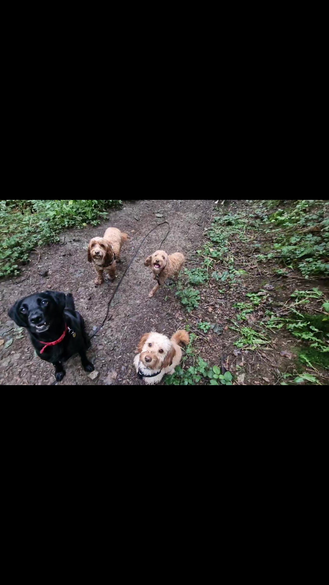 @woofTowalk