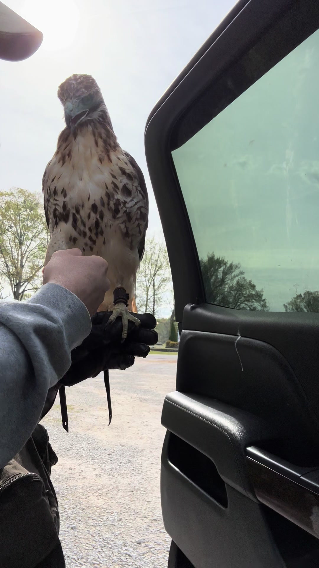 @jonesfalconry