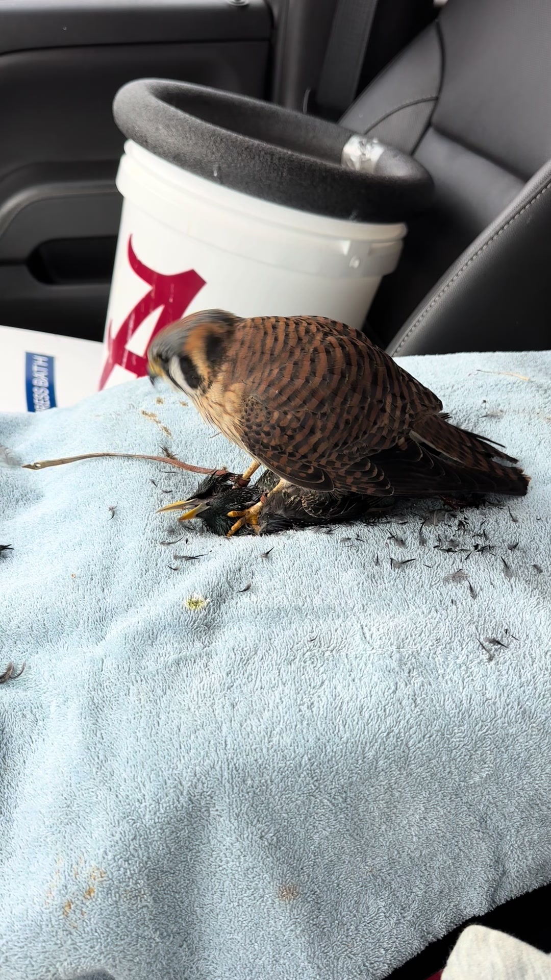 @jonesfalconry