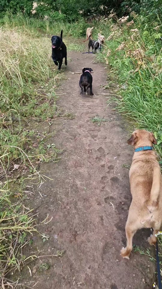 @woofTowalk