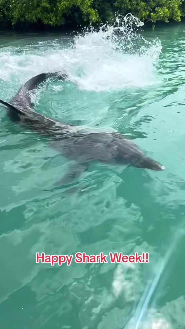 @dolphinconnection