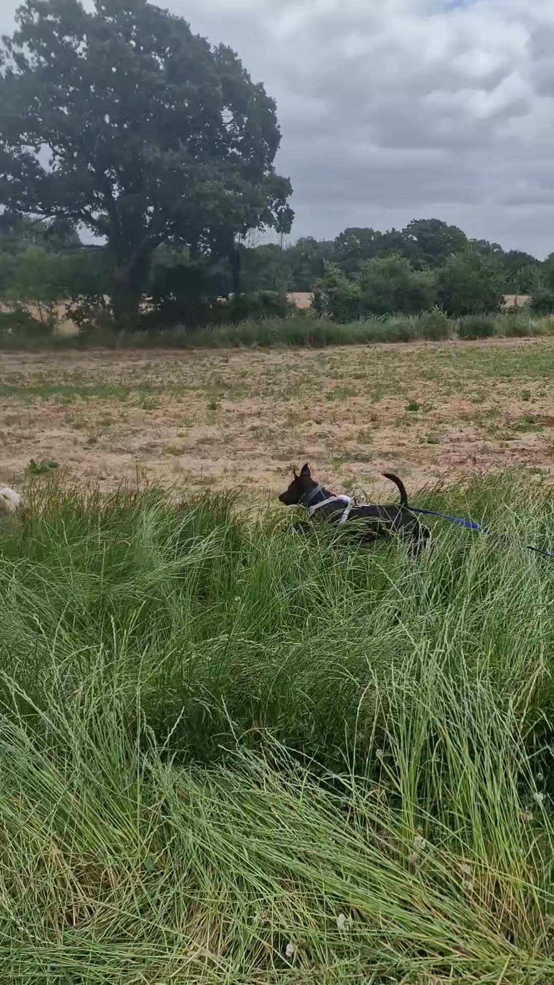 @woofTowalk