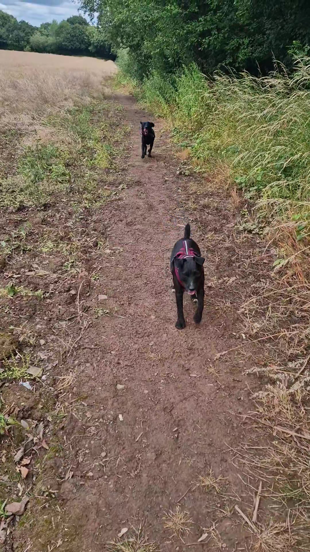 @woofTowalk