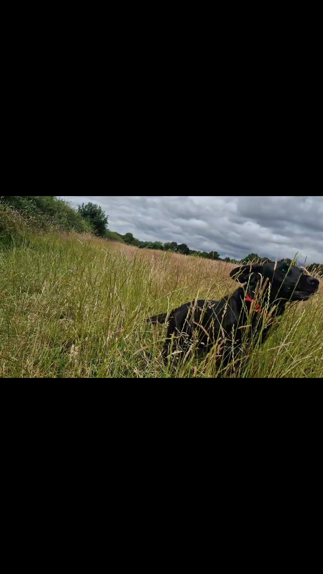 @woofTowalk