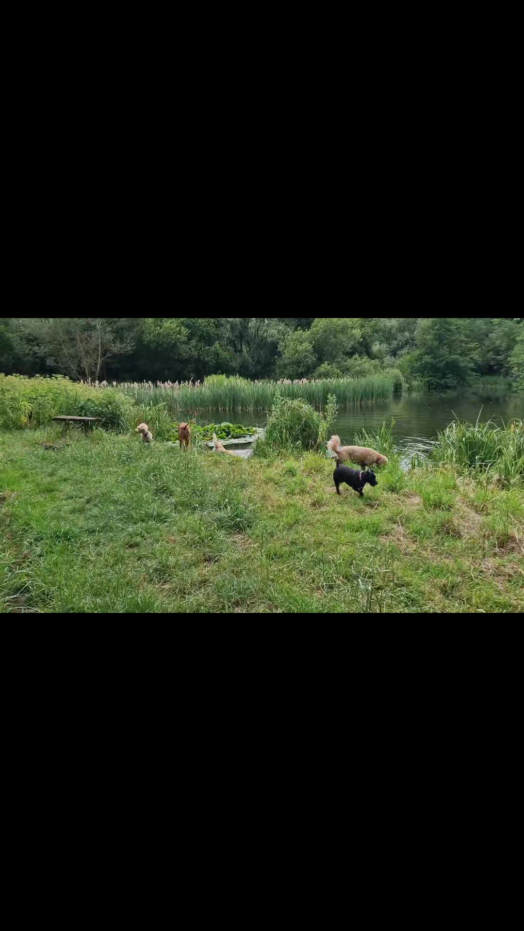 @woofTowalk