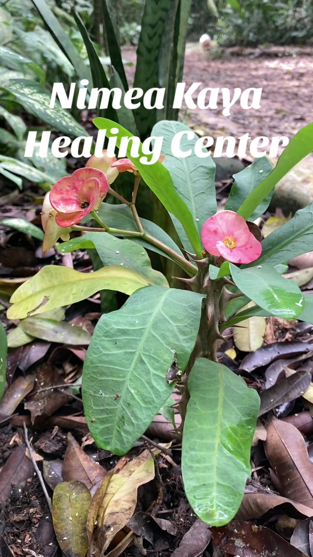 @Nimea Kaya Healing Center