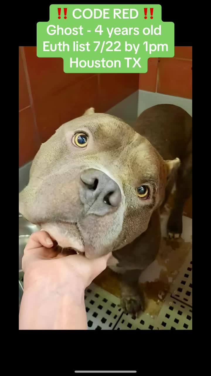 @Save the dogs 🐶