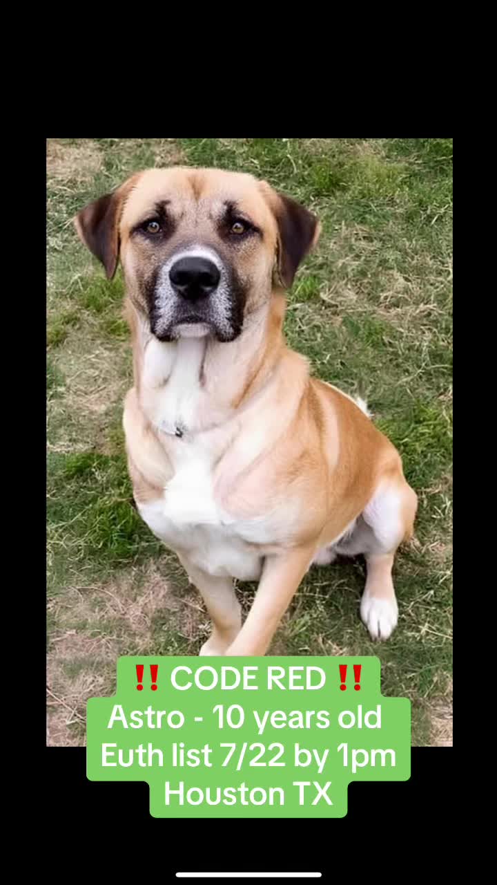@Save the dogs 🐶