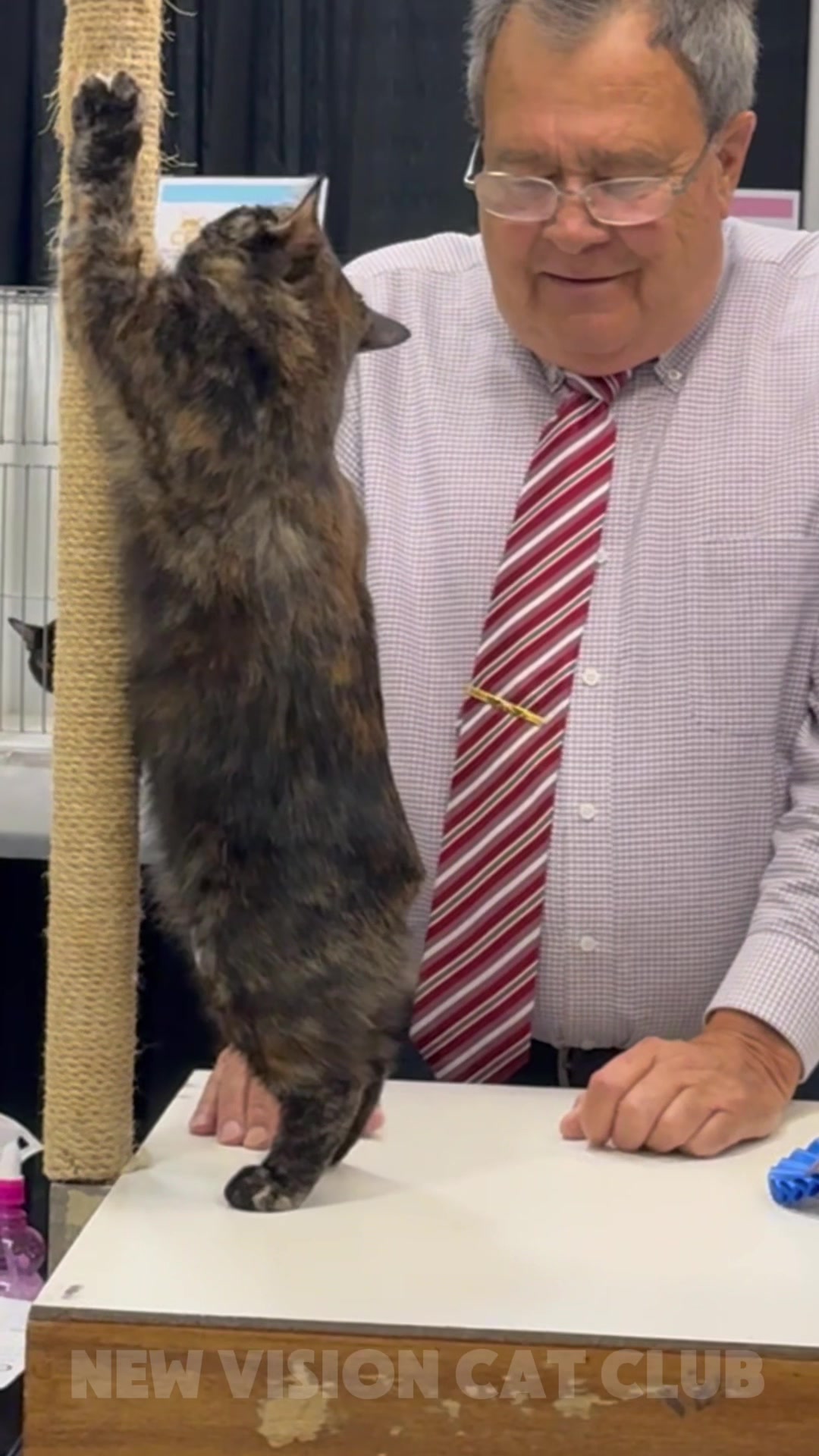 @NewVisionCatClub