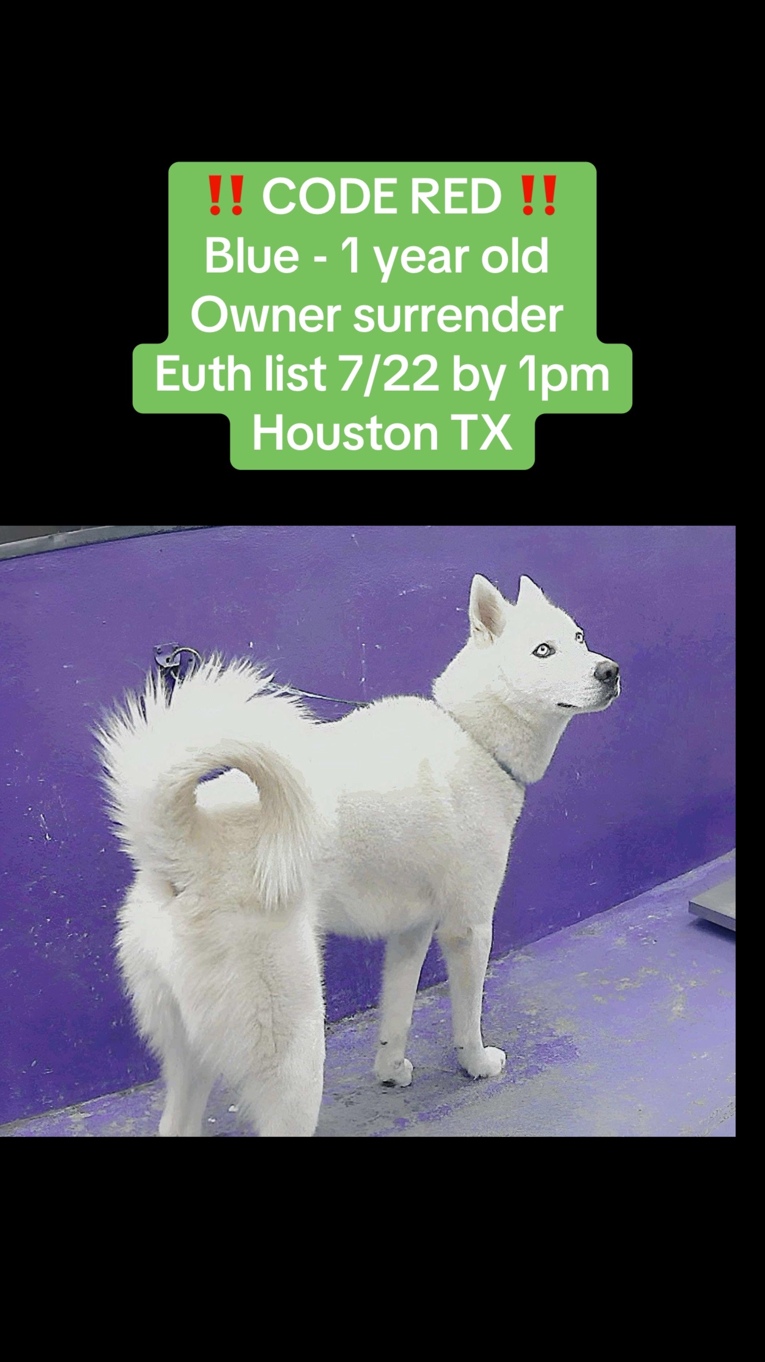 @Save the dogs 🐶