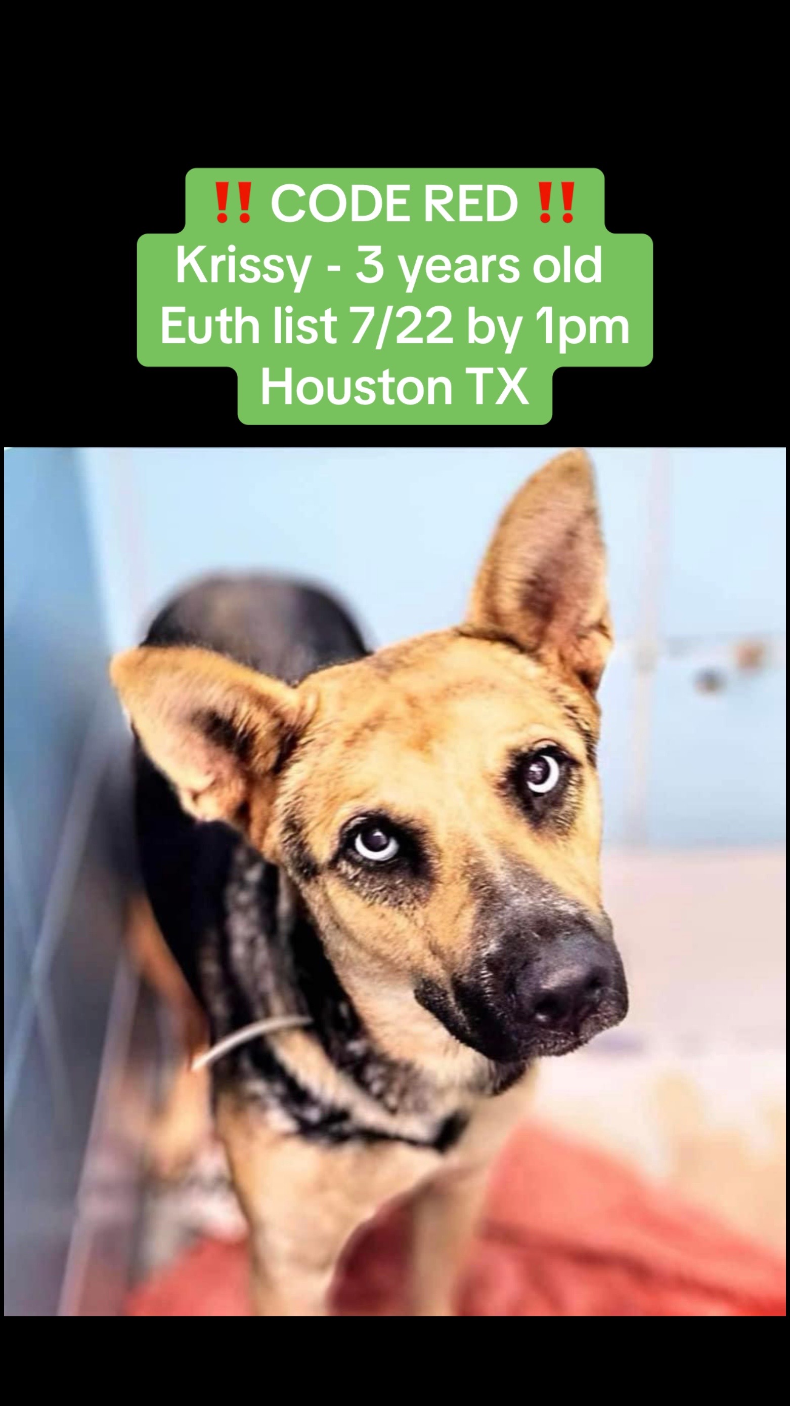 @Save the dogs 🐶