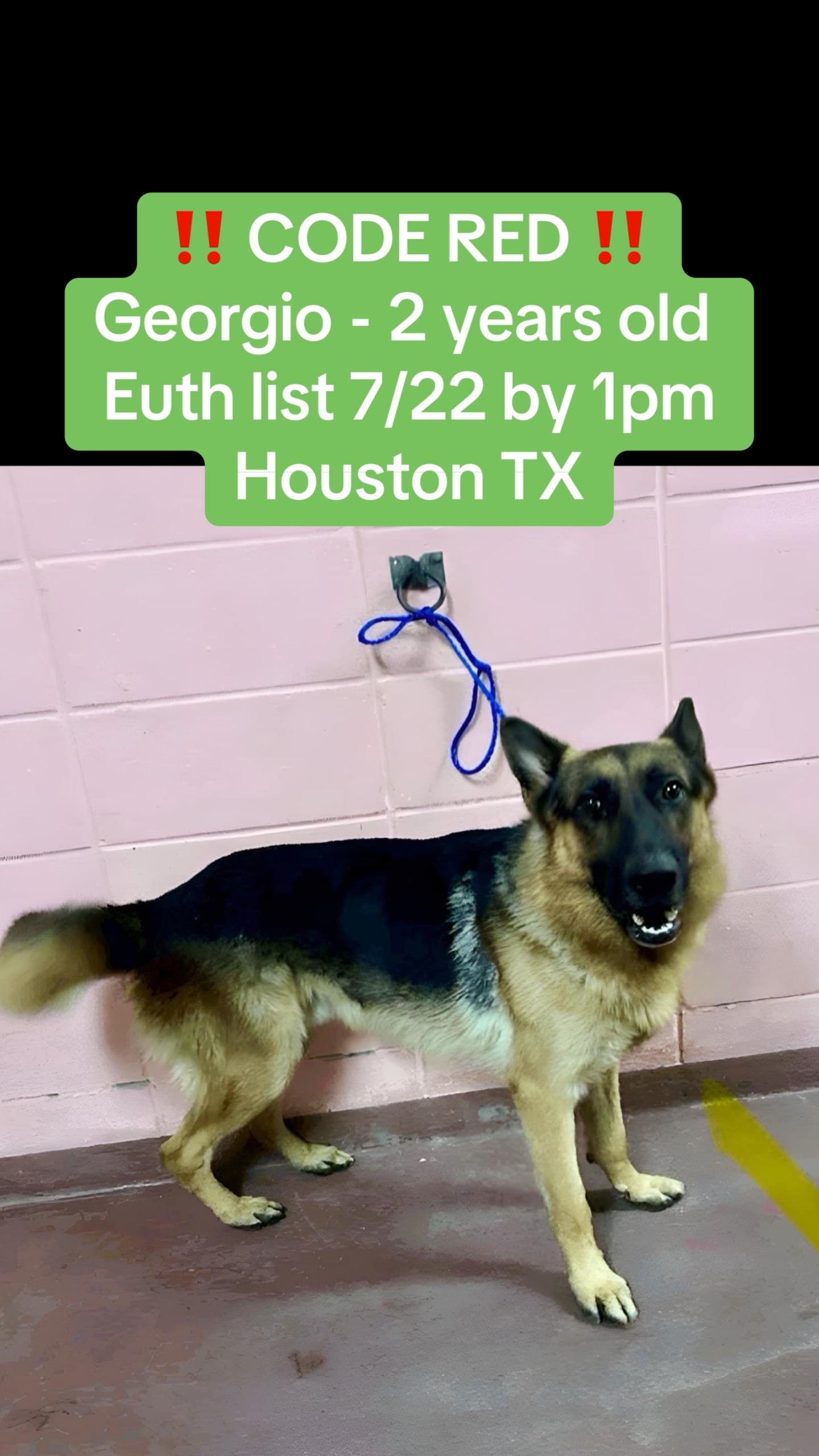 @Save the dogs 🐶