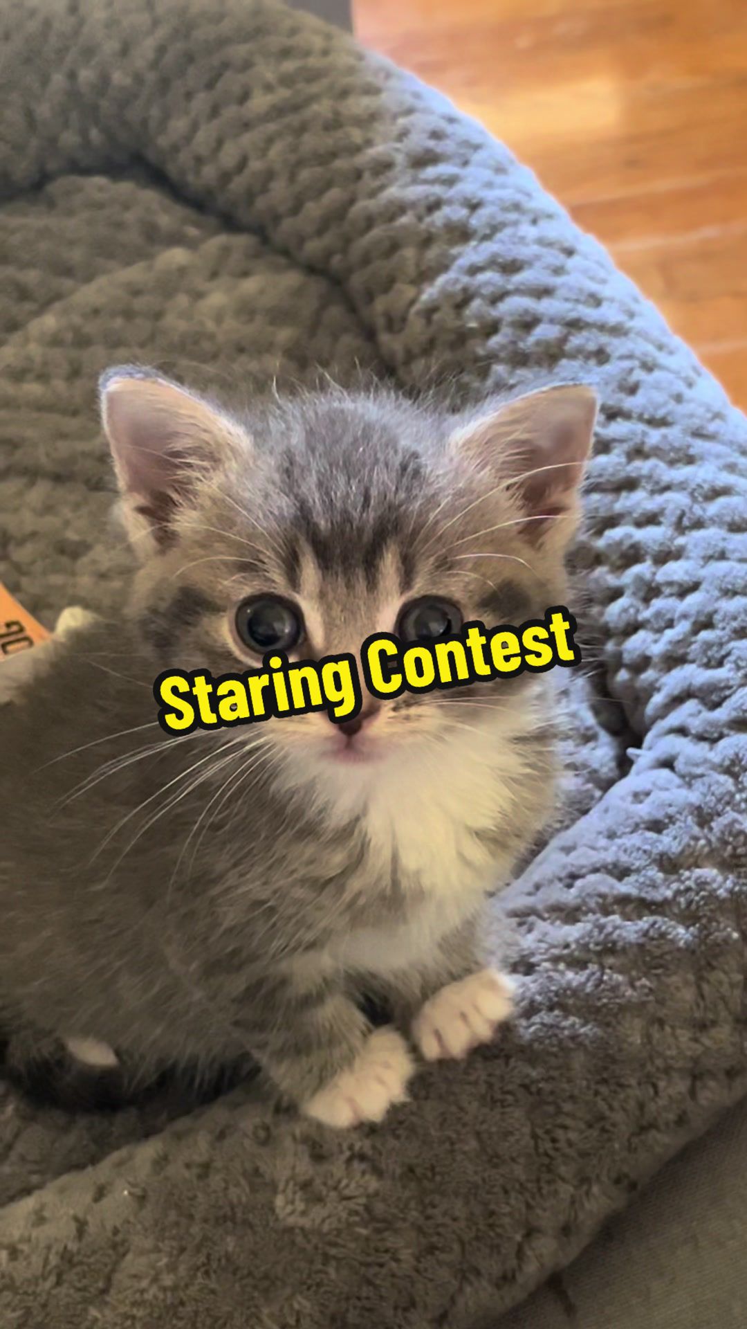 @ohkarajane 🐈