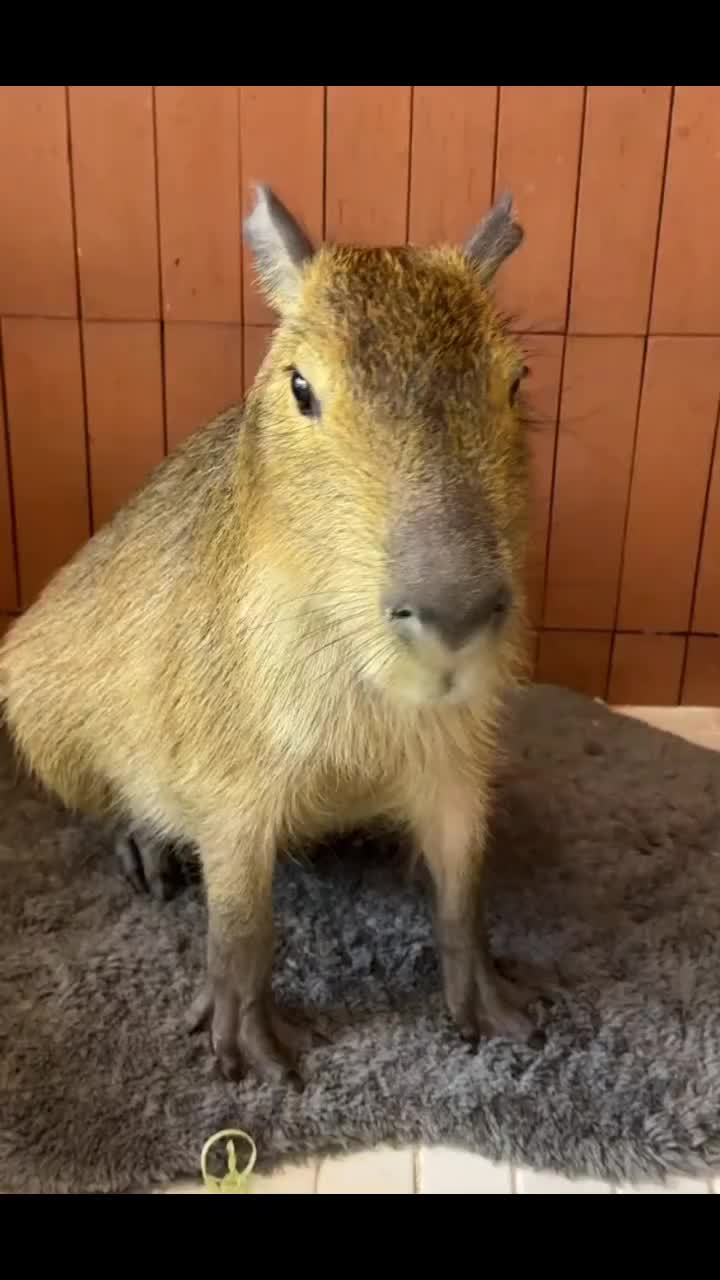 @CaPyBaRa