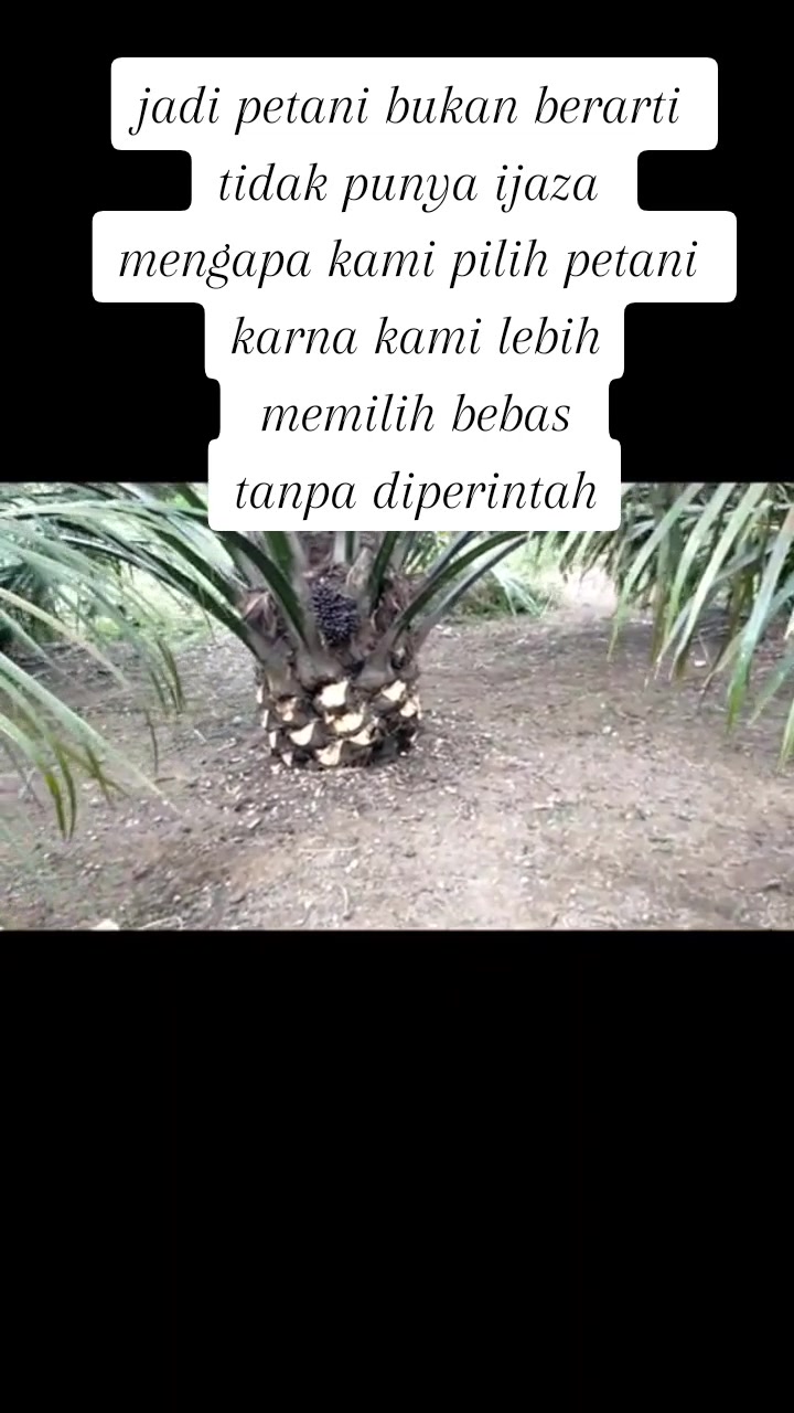 @sawit muratara