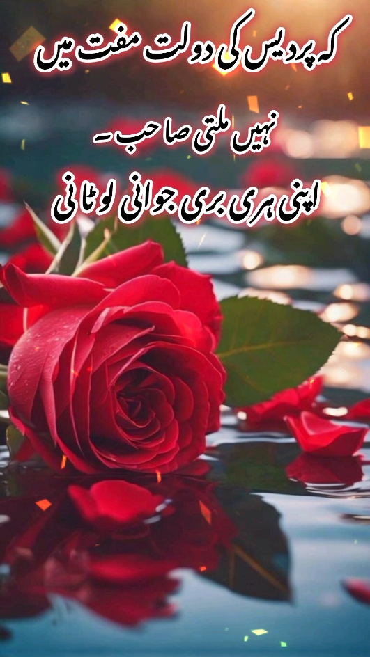 @𝐁𝐊𝐖𝐑𝐈𝐓𝐄𝐒 🫶🌹🦜
