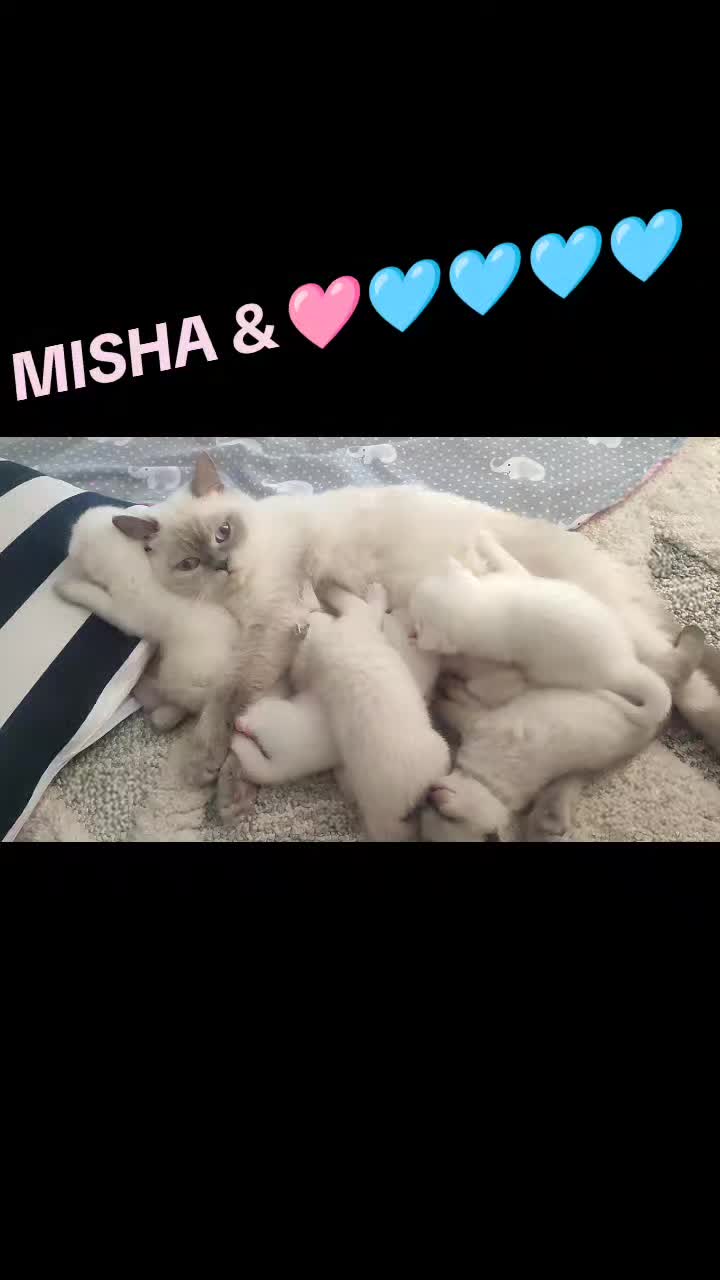 @leily.mi