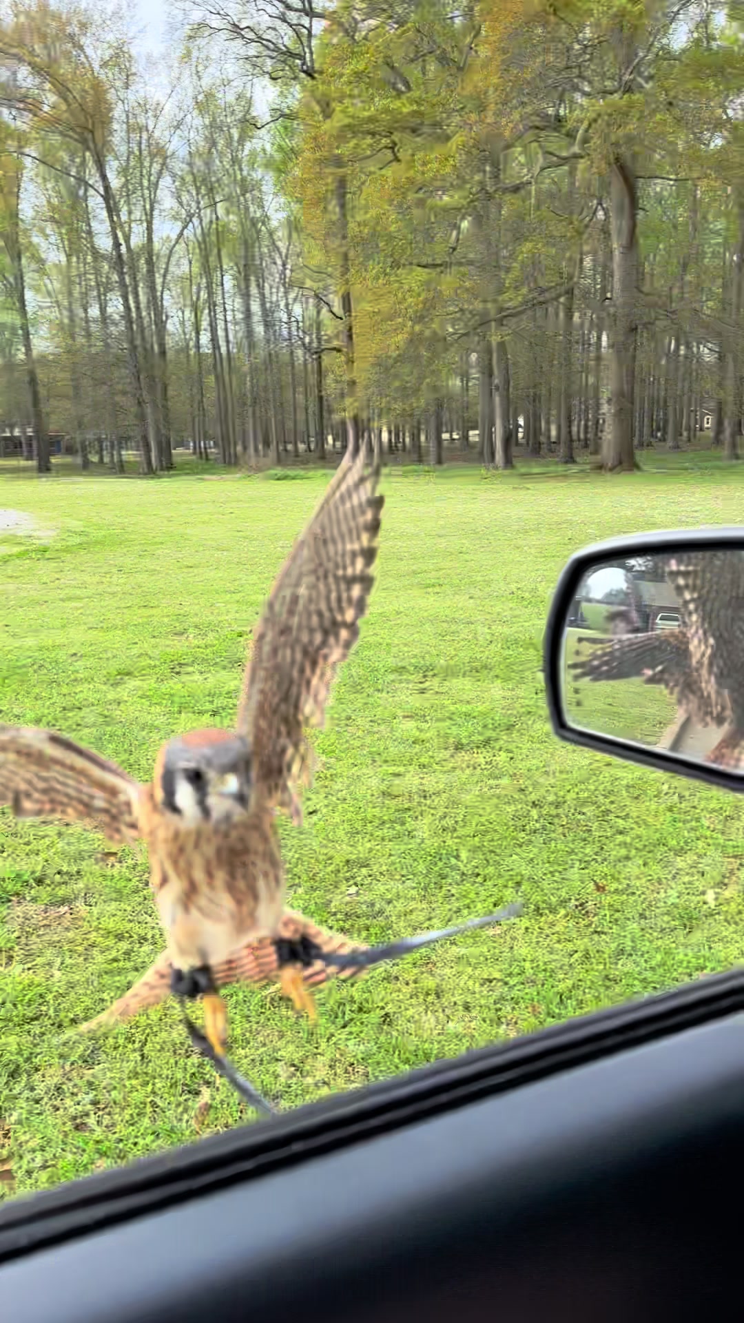 @jonesfalconry