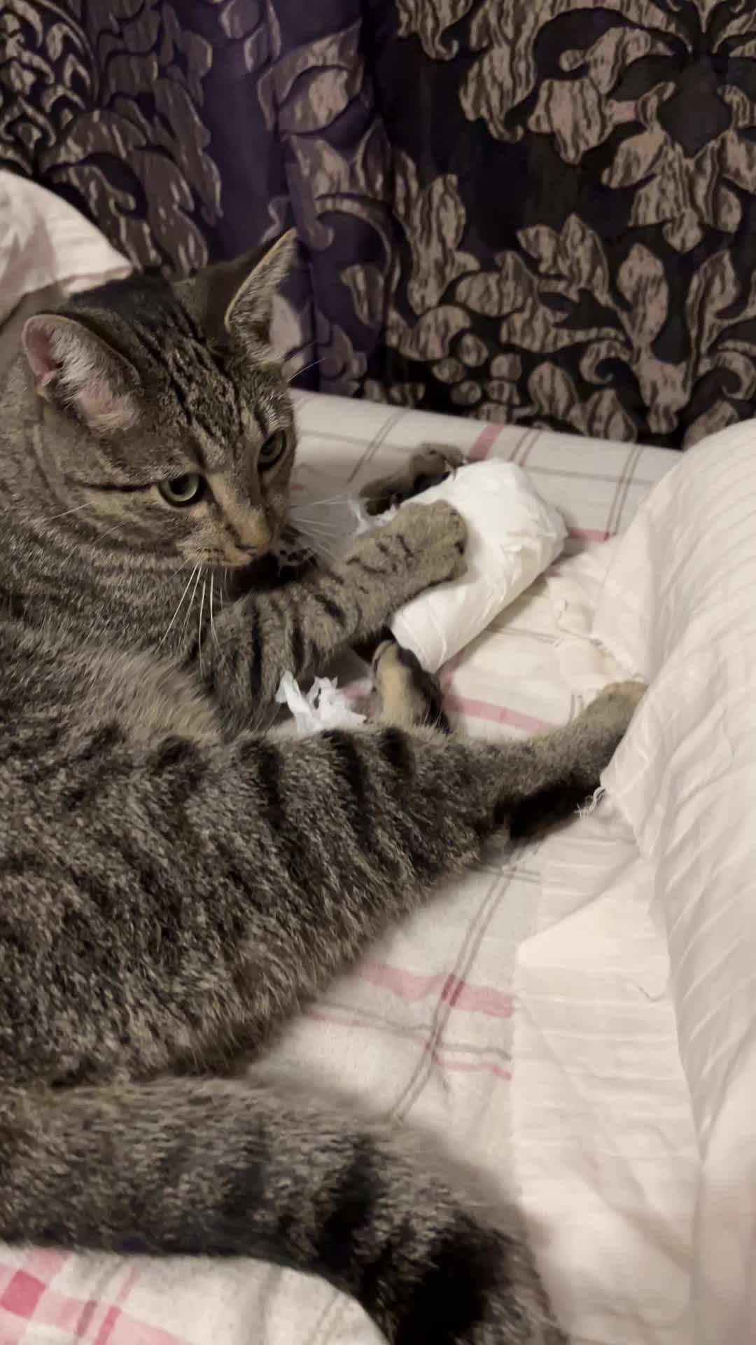 @mightycat83
