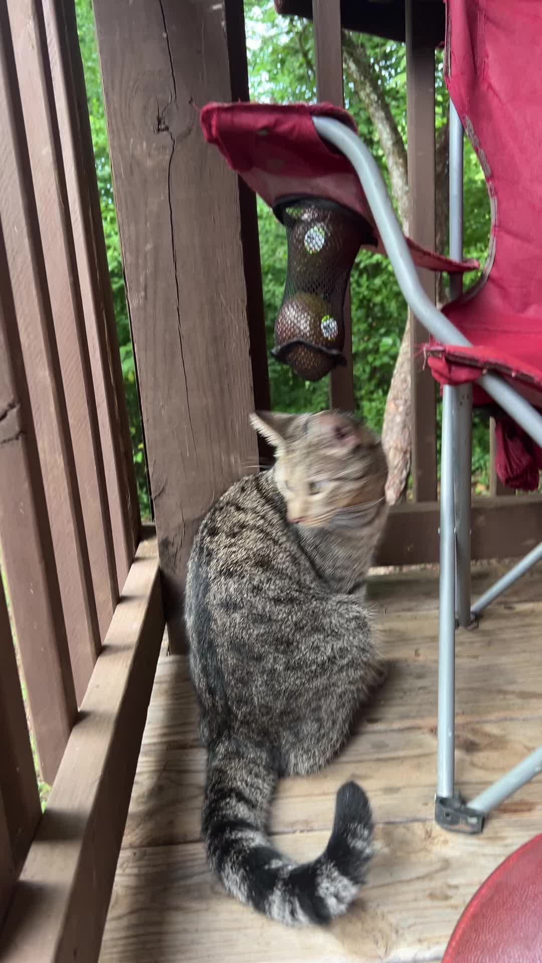 @mightycat83
