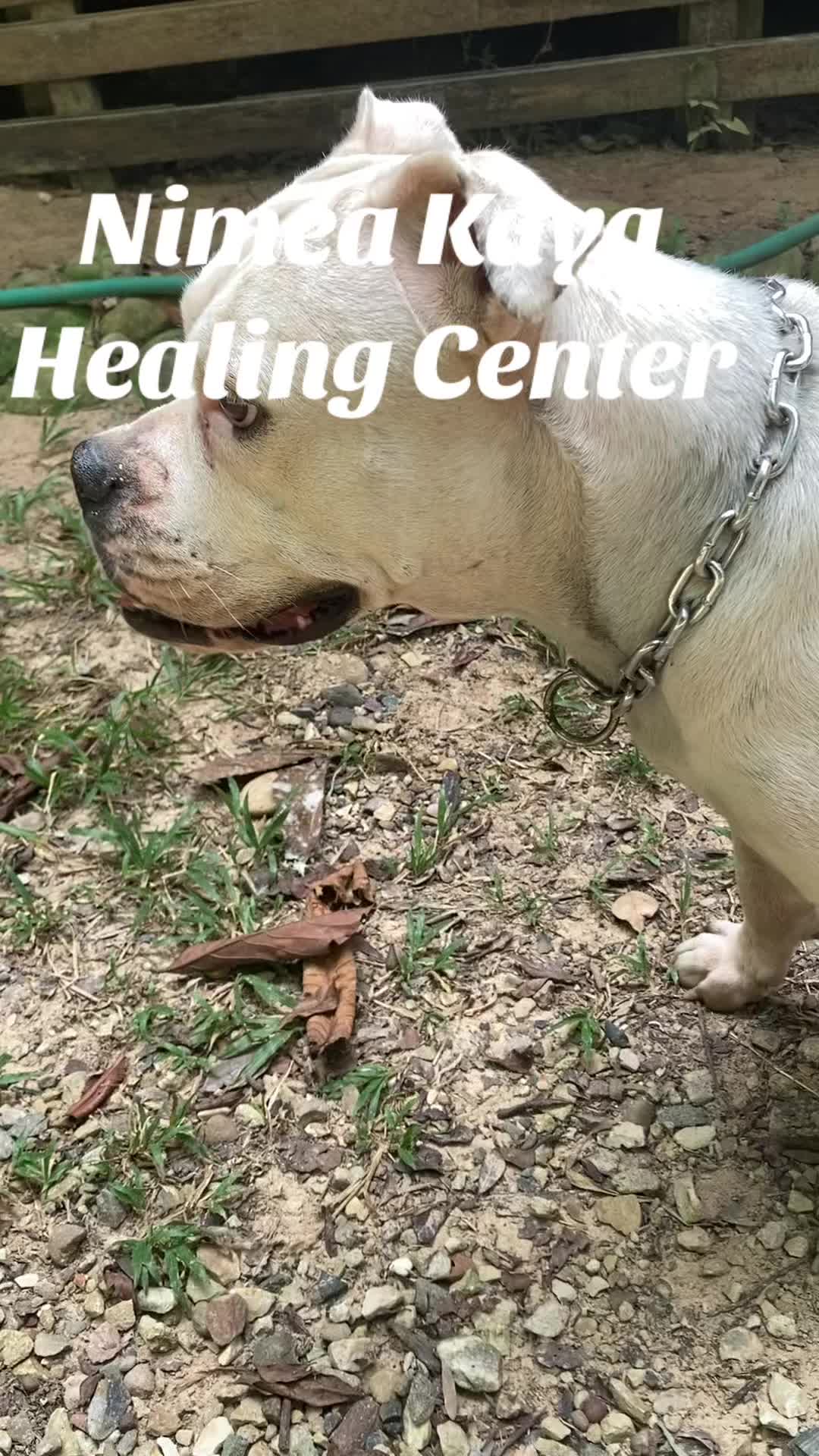 @Nimea Kaya Healing Center