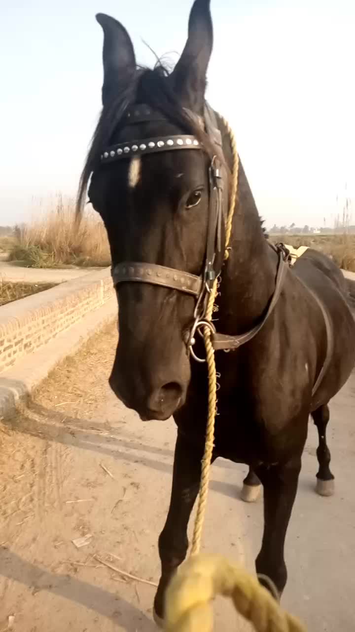 @syednabeelhaider08