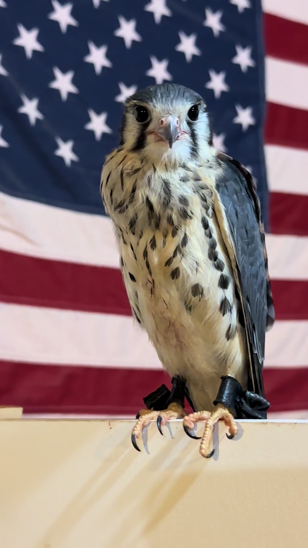 @jonesfalconry