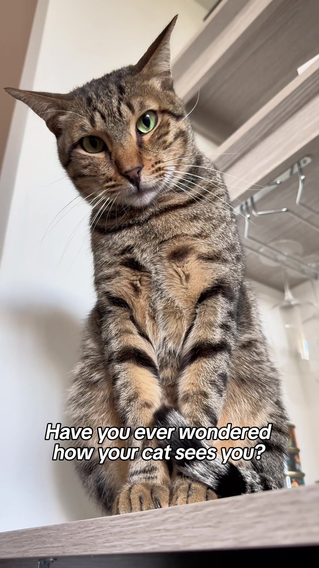 @Cat Tigrous