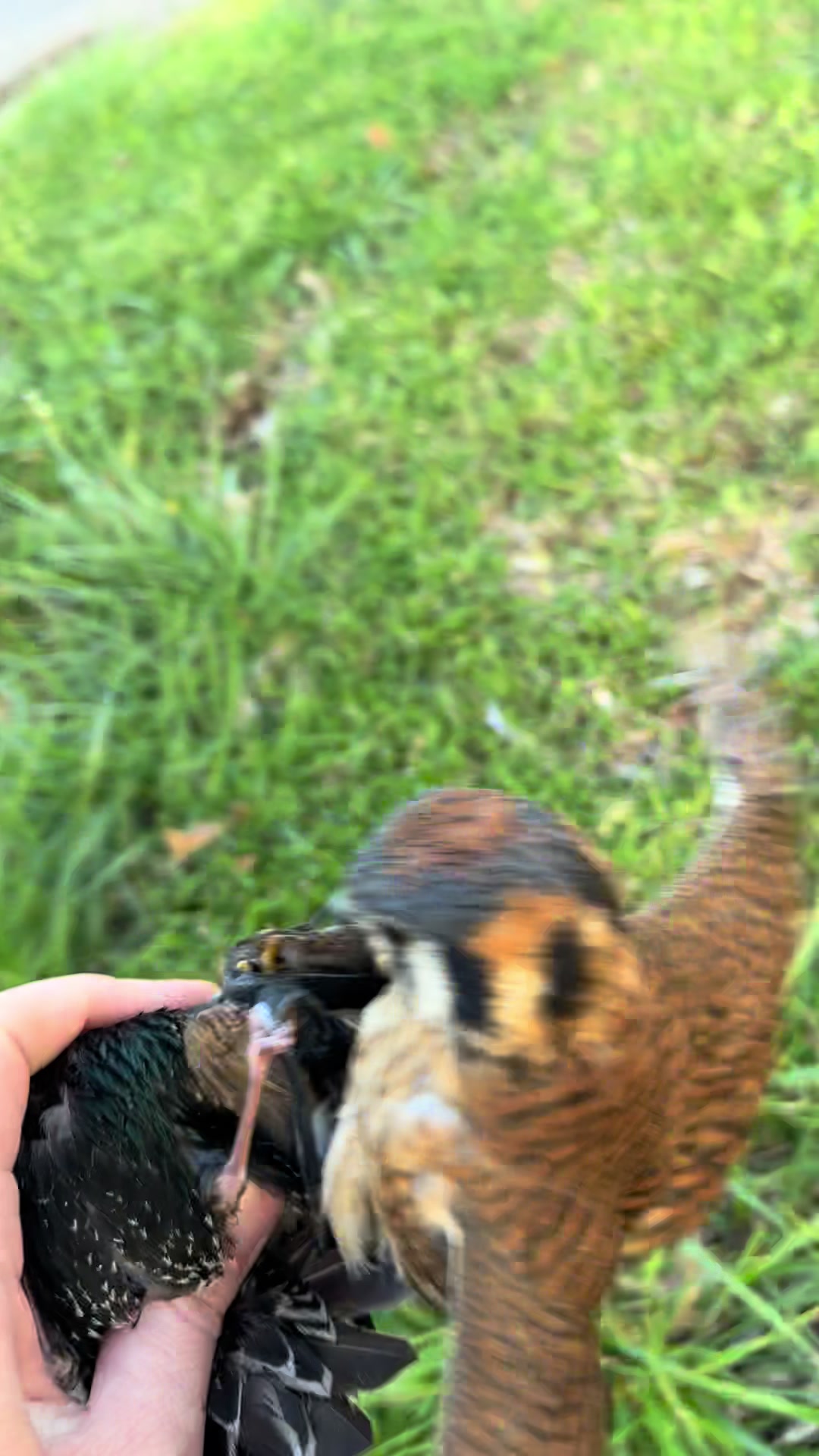 @jonesfalconry