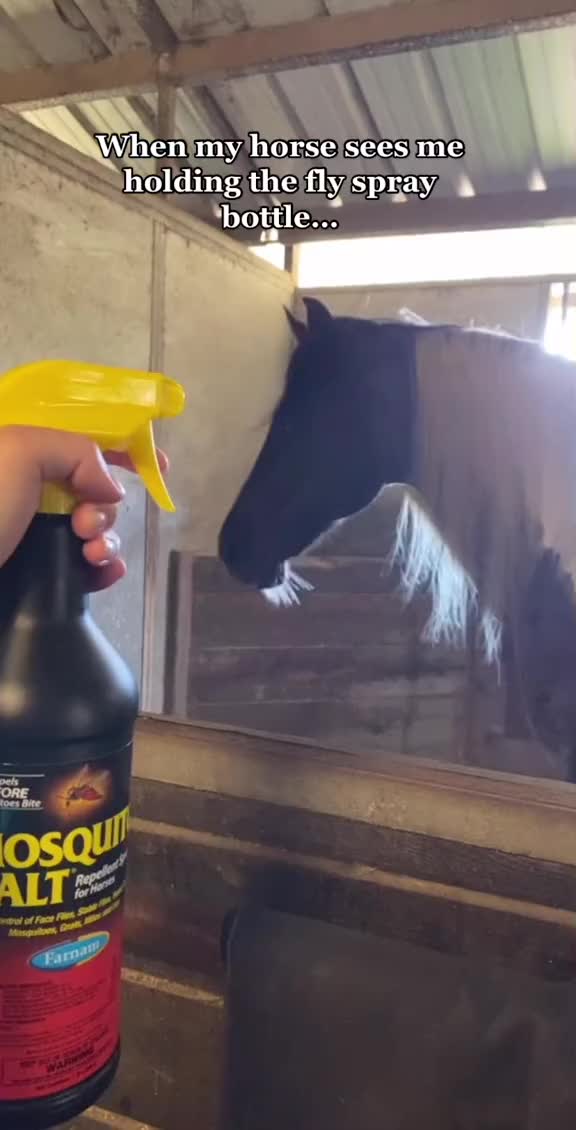 @Panda the Pony