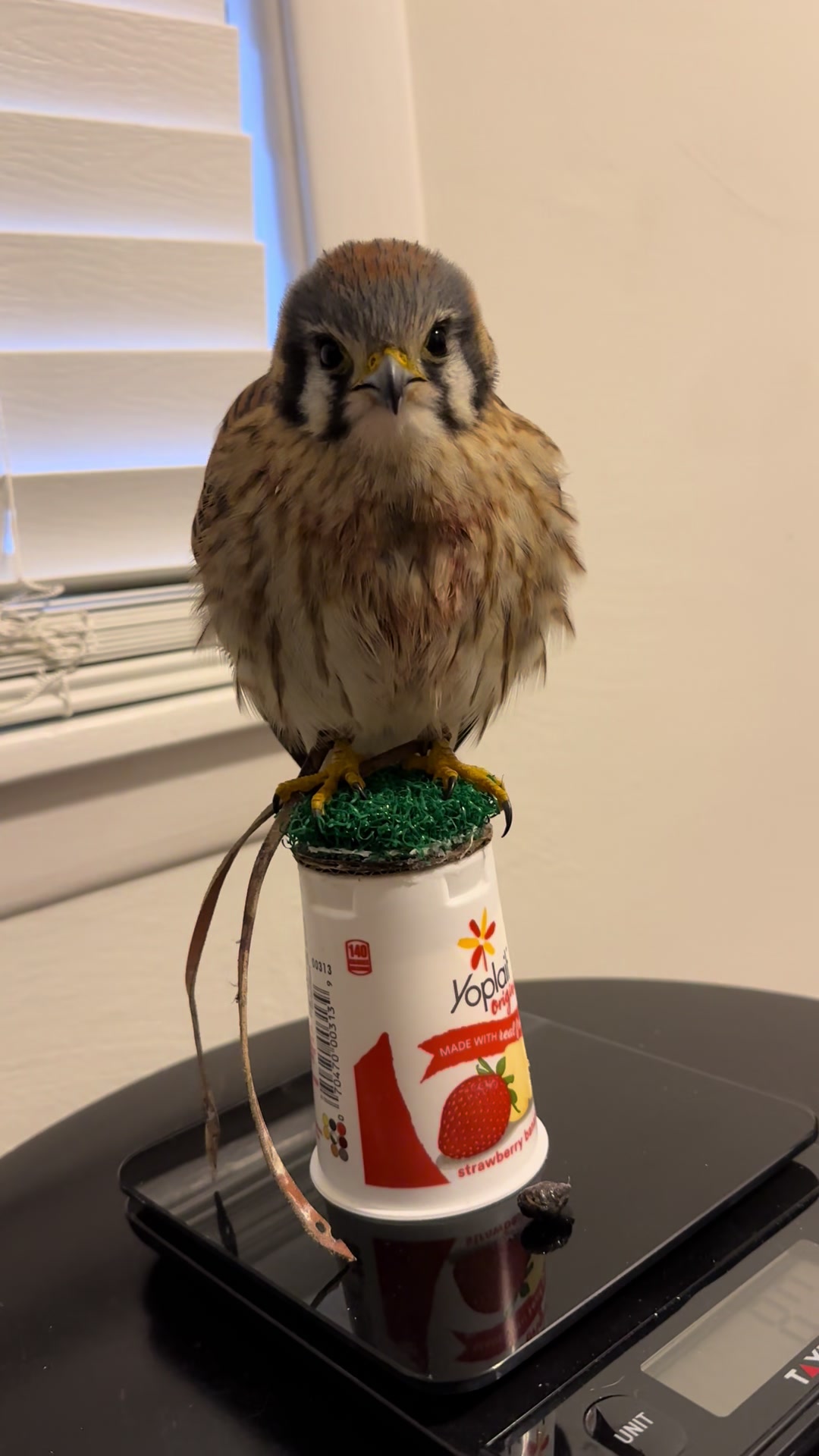 @jonesfalconry