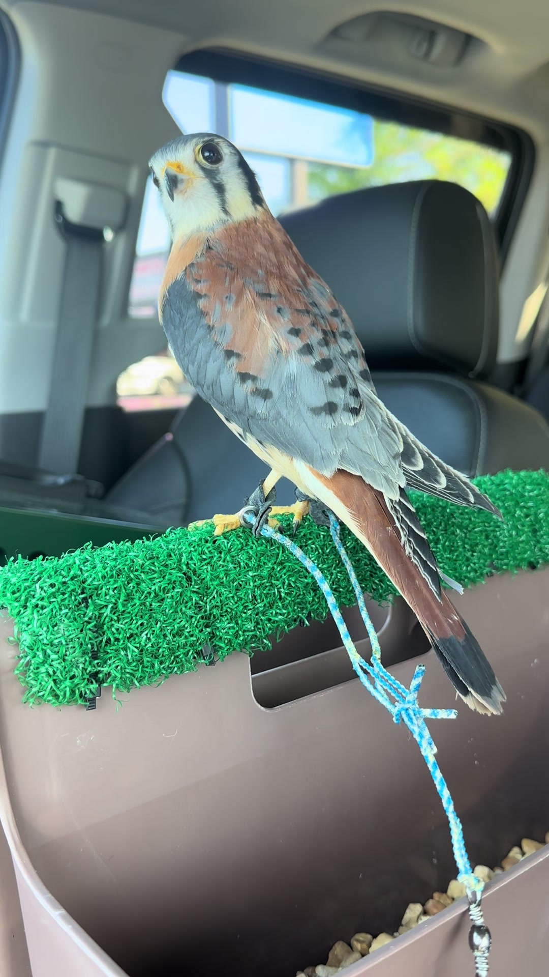 @jonesfalconry