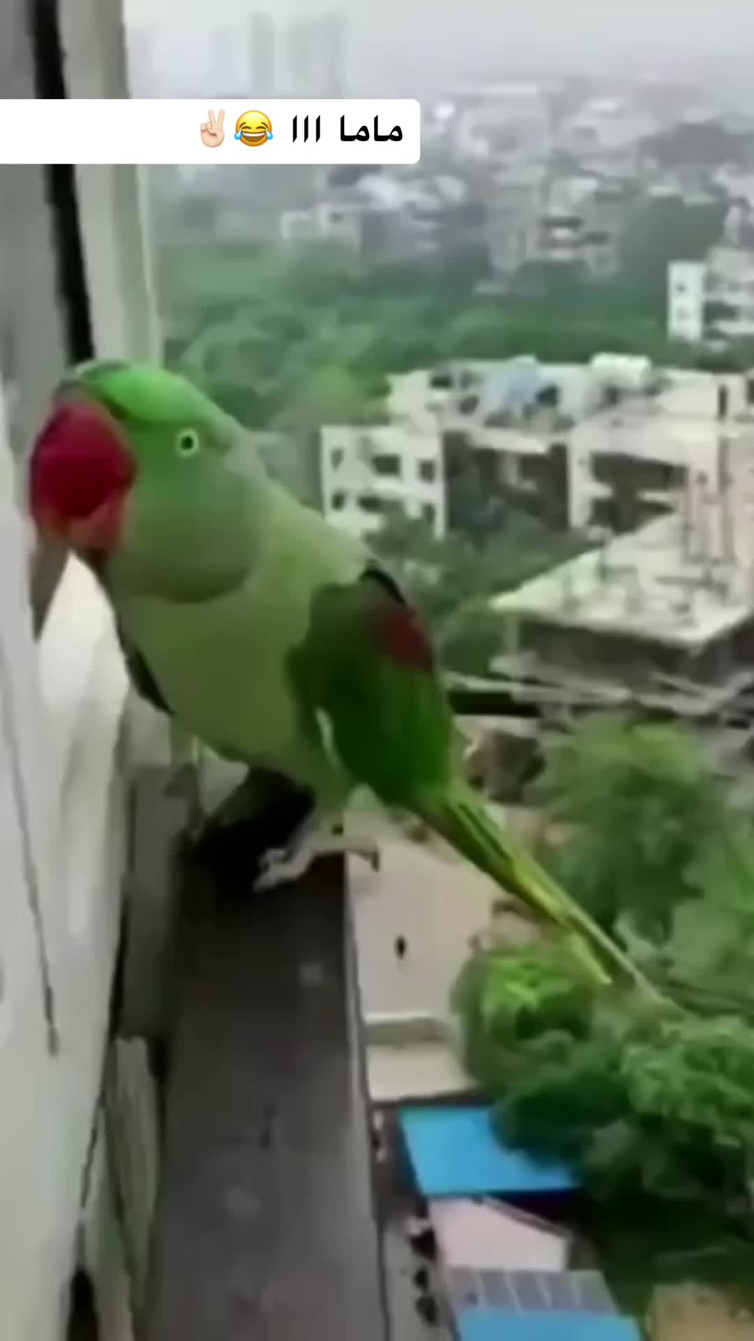 @&laquo;بين&raquo;