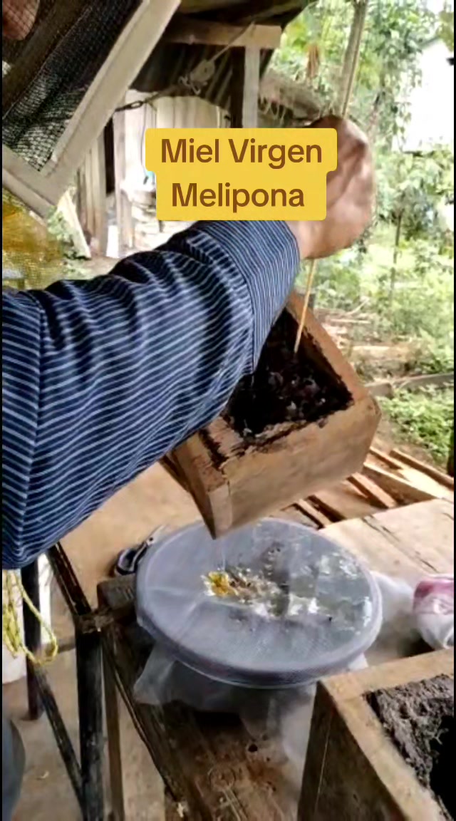 @santuario de las meliponas