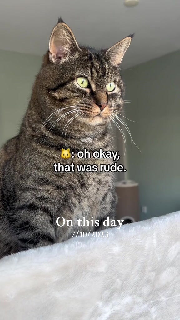 @Joep_the_ rescuecat