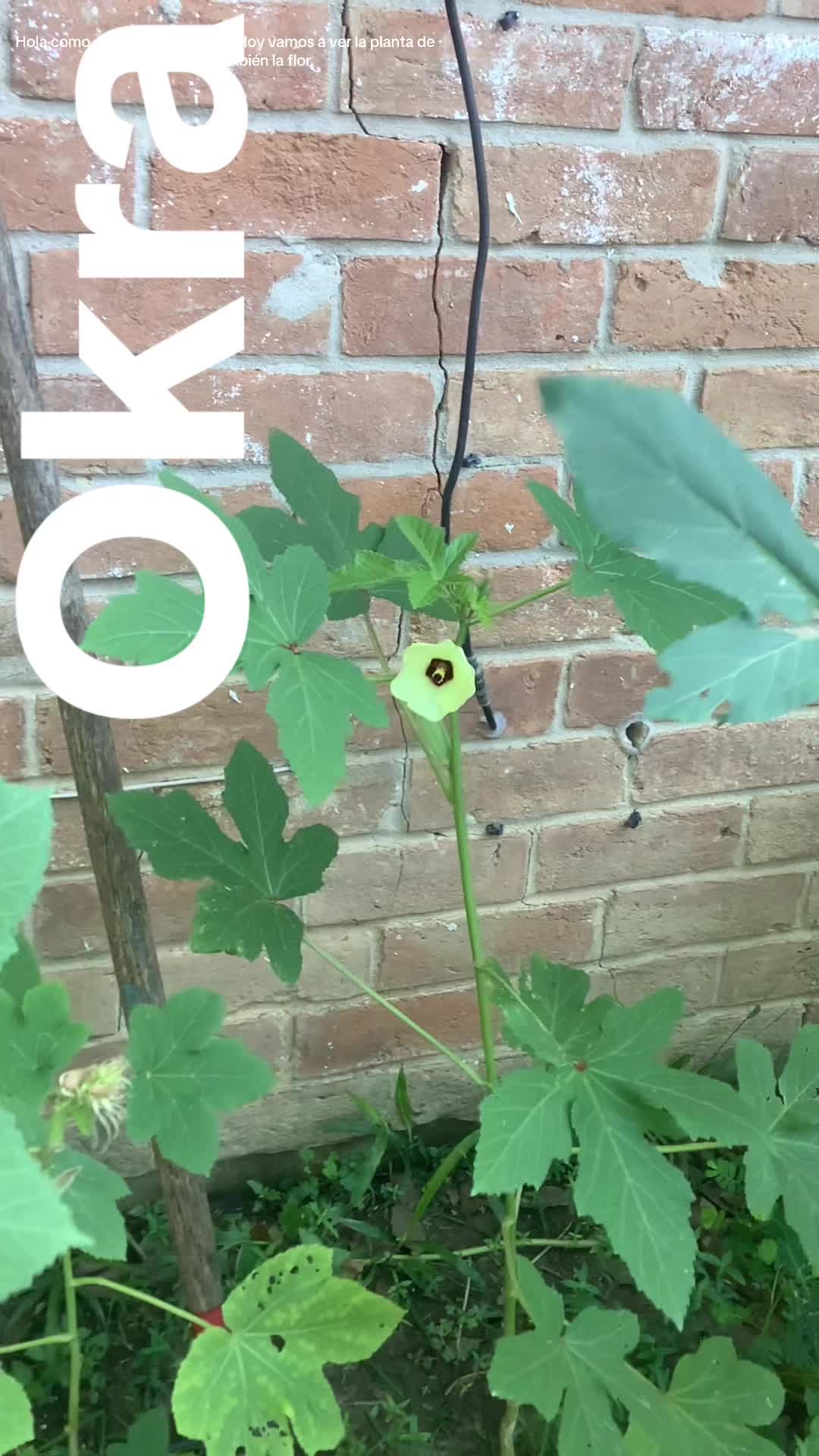 @Rosa Mata Flores