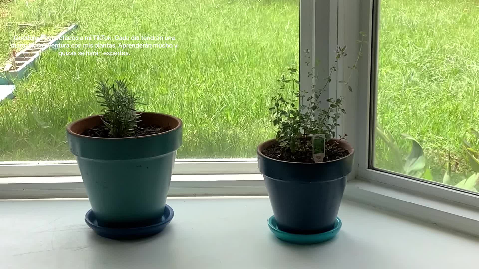 @Rosa Mata Flores