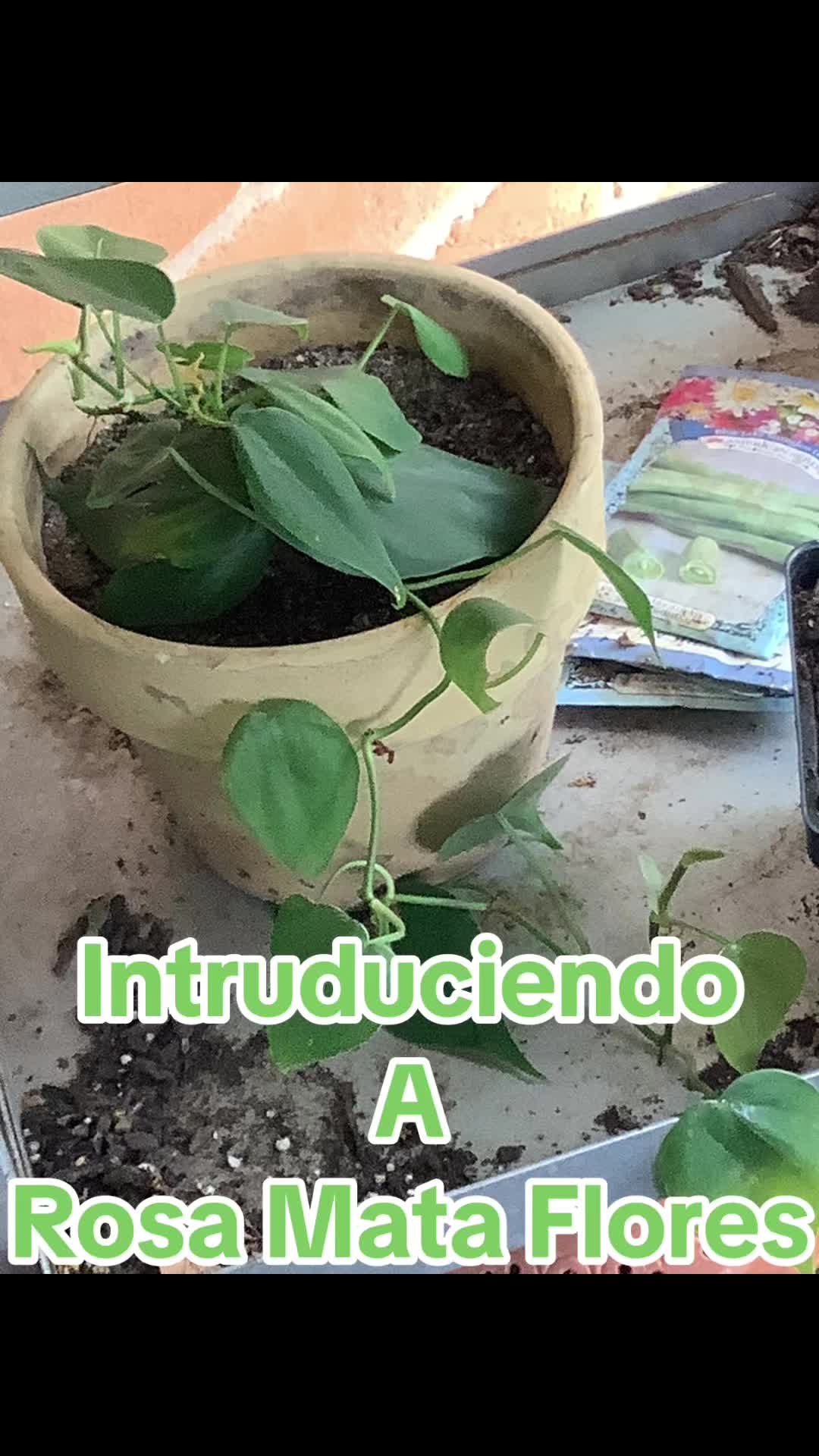 @Rosa Mata Flores