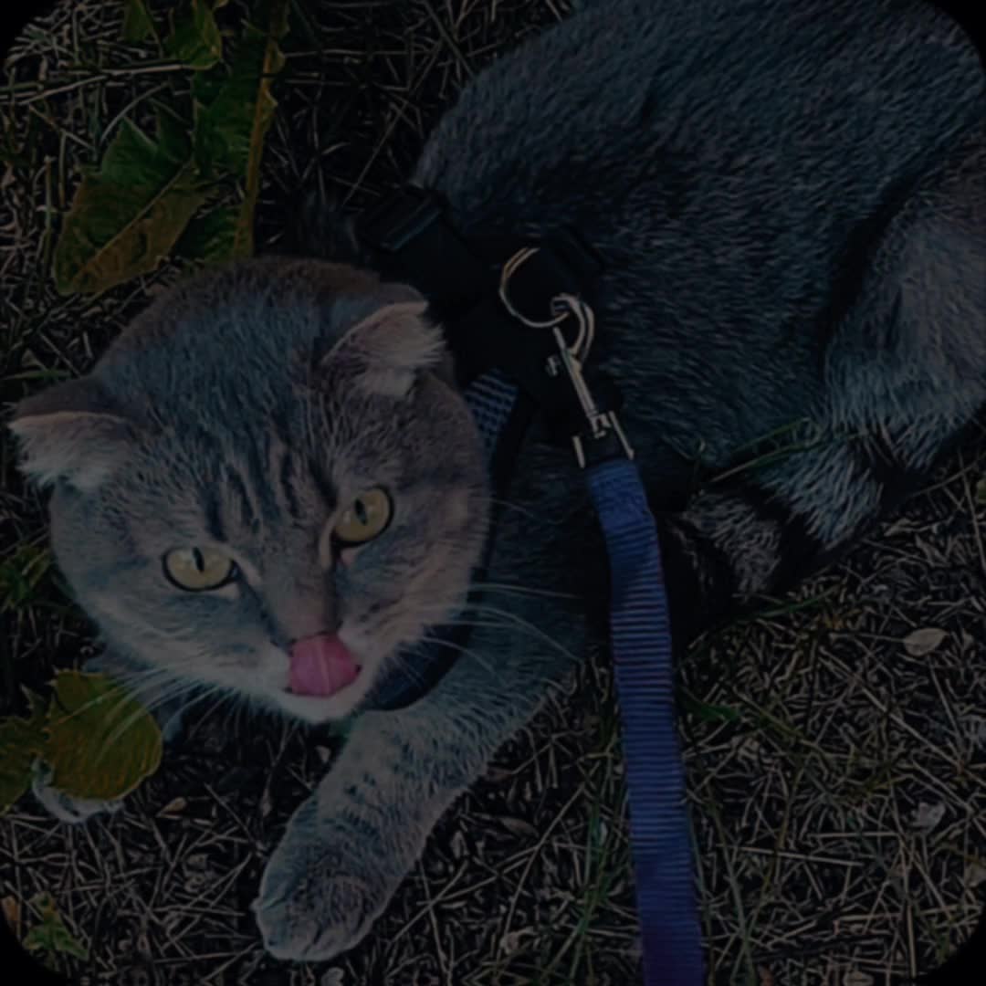 @хочу жрать🫐@