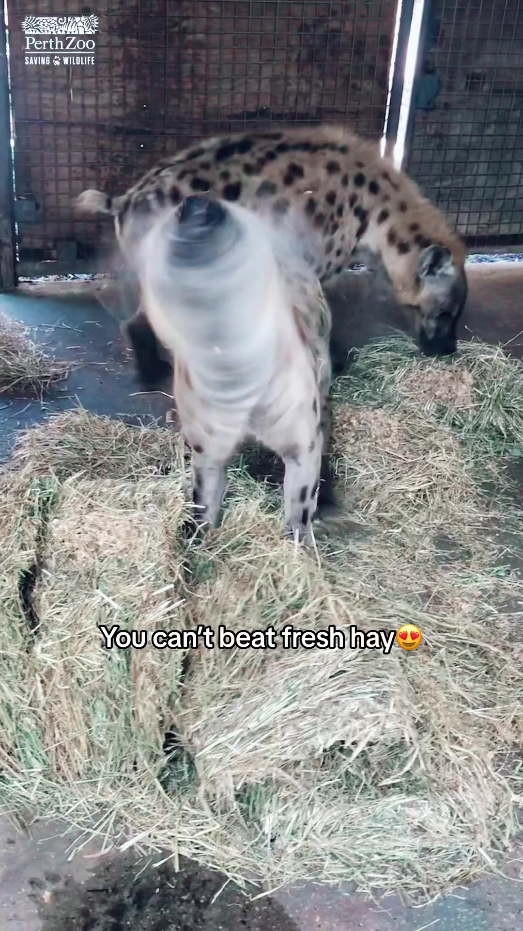 @Perth Zoo