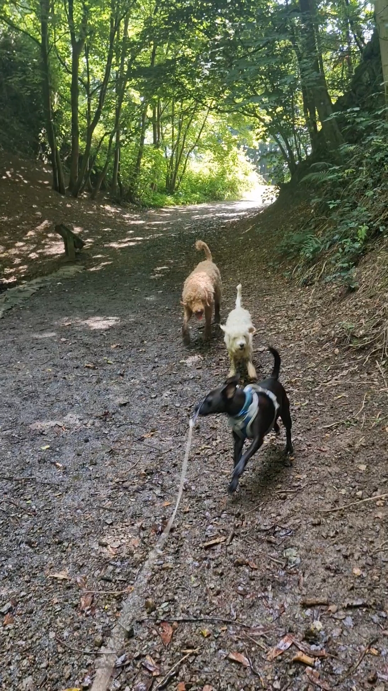 @woofTowalk