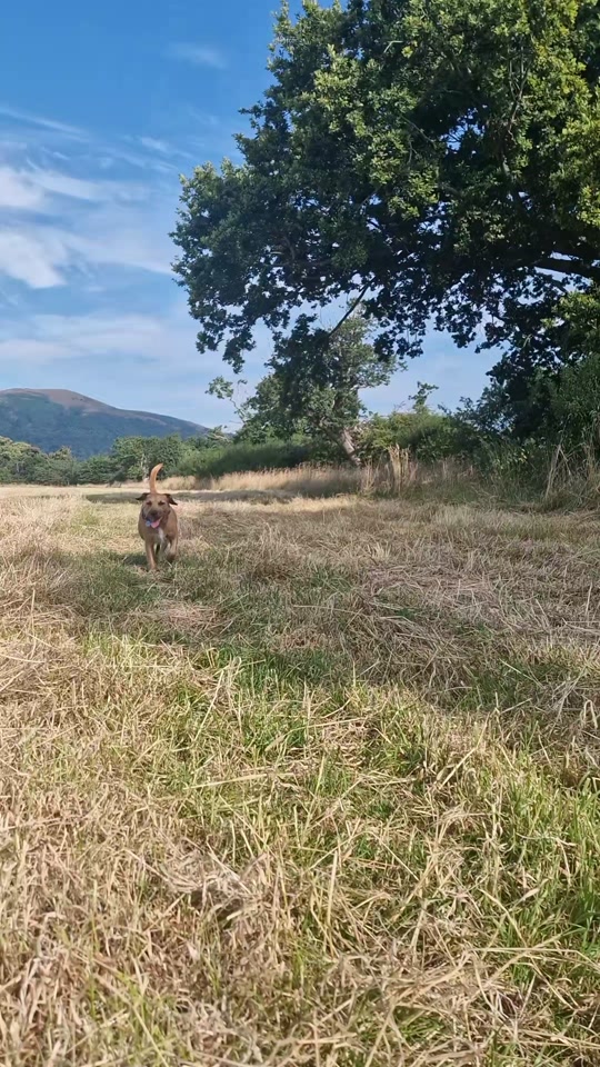 @woofTowalk