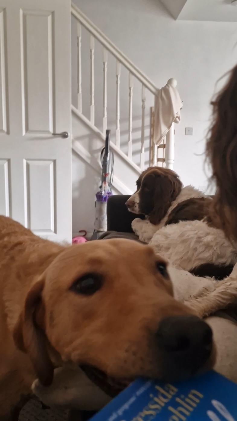 @woofTowalk