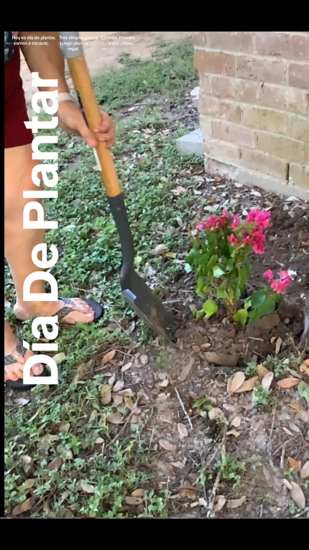 @Rosa Mata Flores