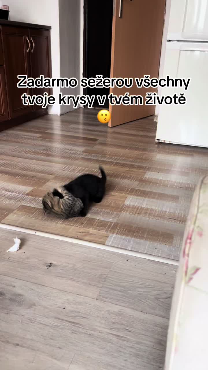 @✨𝑨𝒅𝒆𝒍𝒂𝒊𝒅𝒆✨
