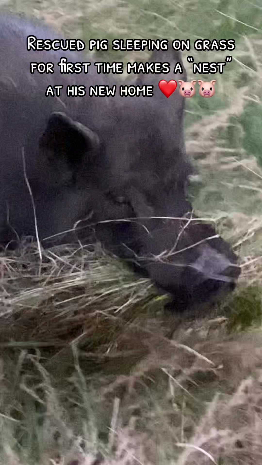 @AhimsaAnimalSanctuaryUK